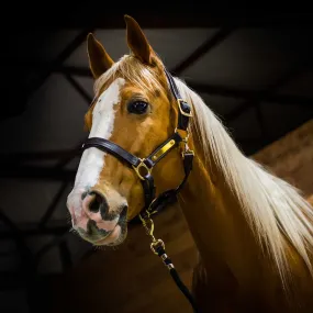 Amigo Padded Leather Horse Halter, Full or Warm Blood