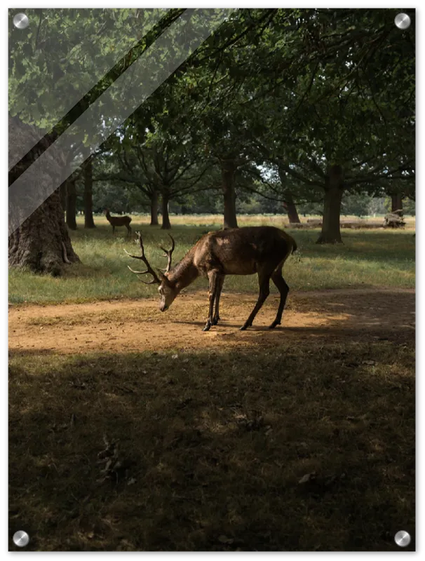 Deer in Sunlight - Print