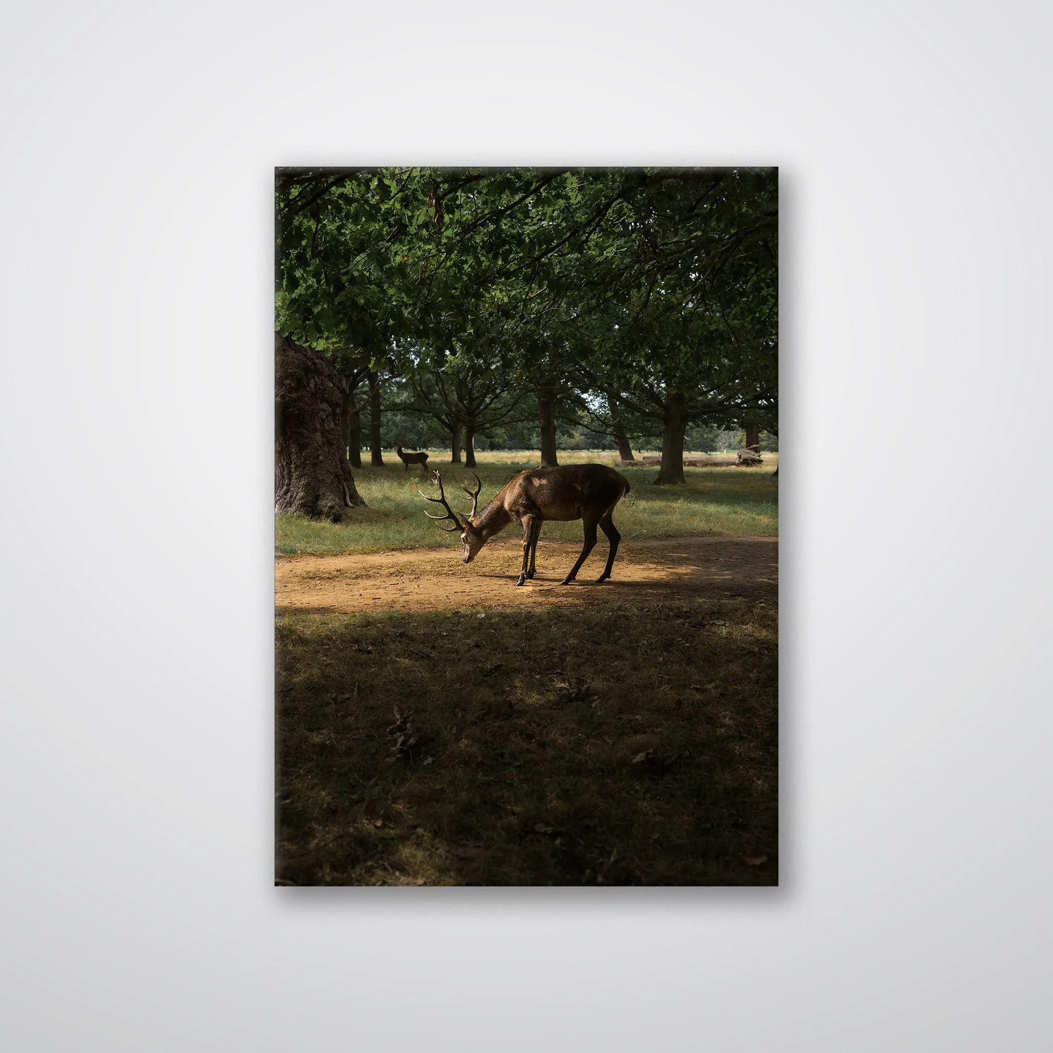 Deer in Sunlight - Print