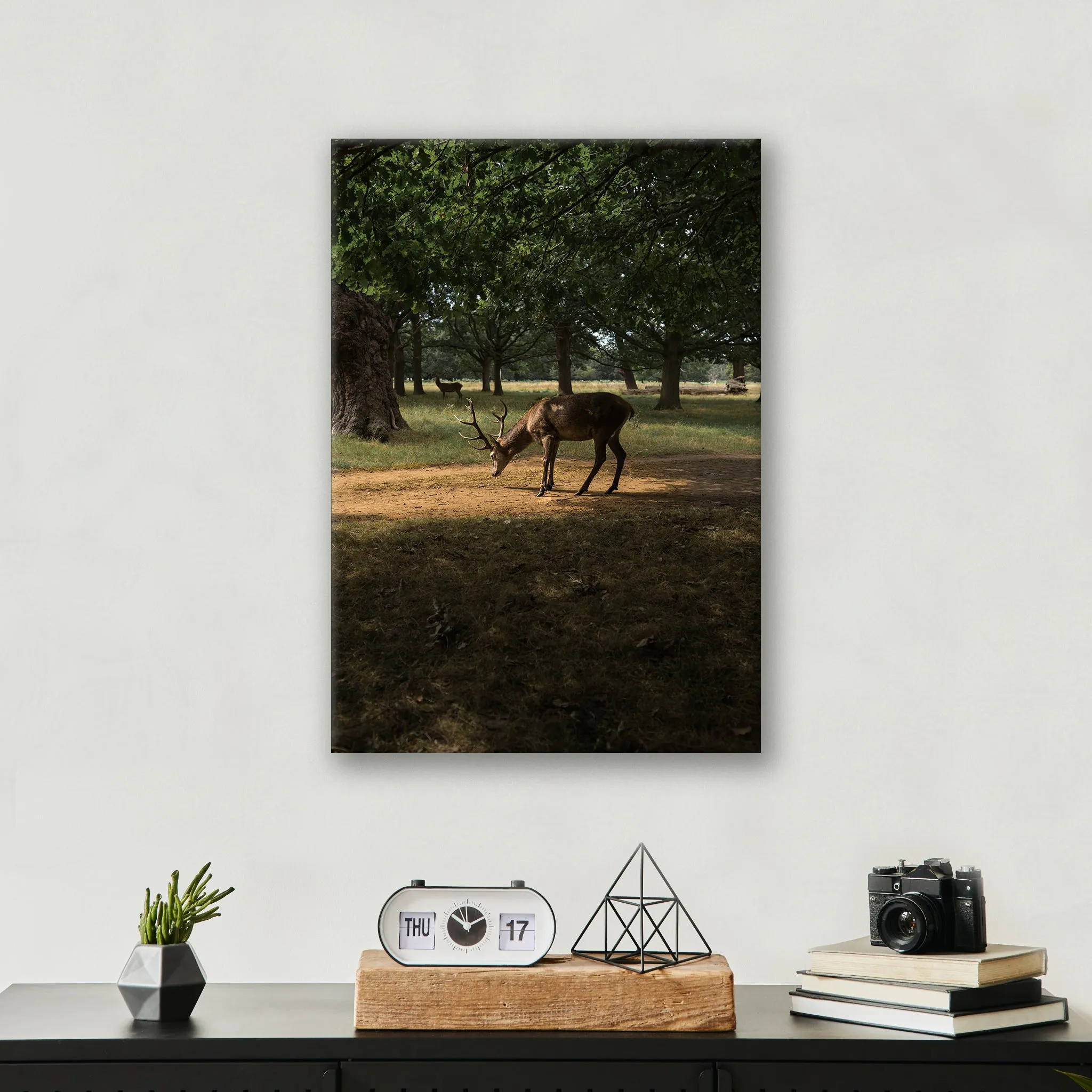 Deer in Sunlight - Print