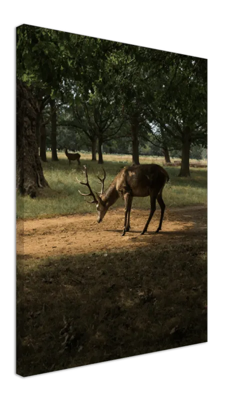 Deer in Sunlight - Print