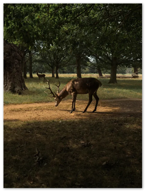 Deer in Sunlight - Print