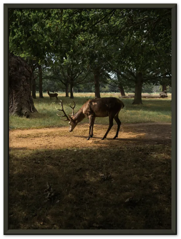 Deer in Sunlight - Print