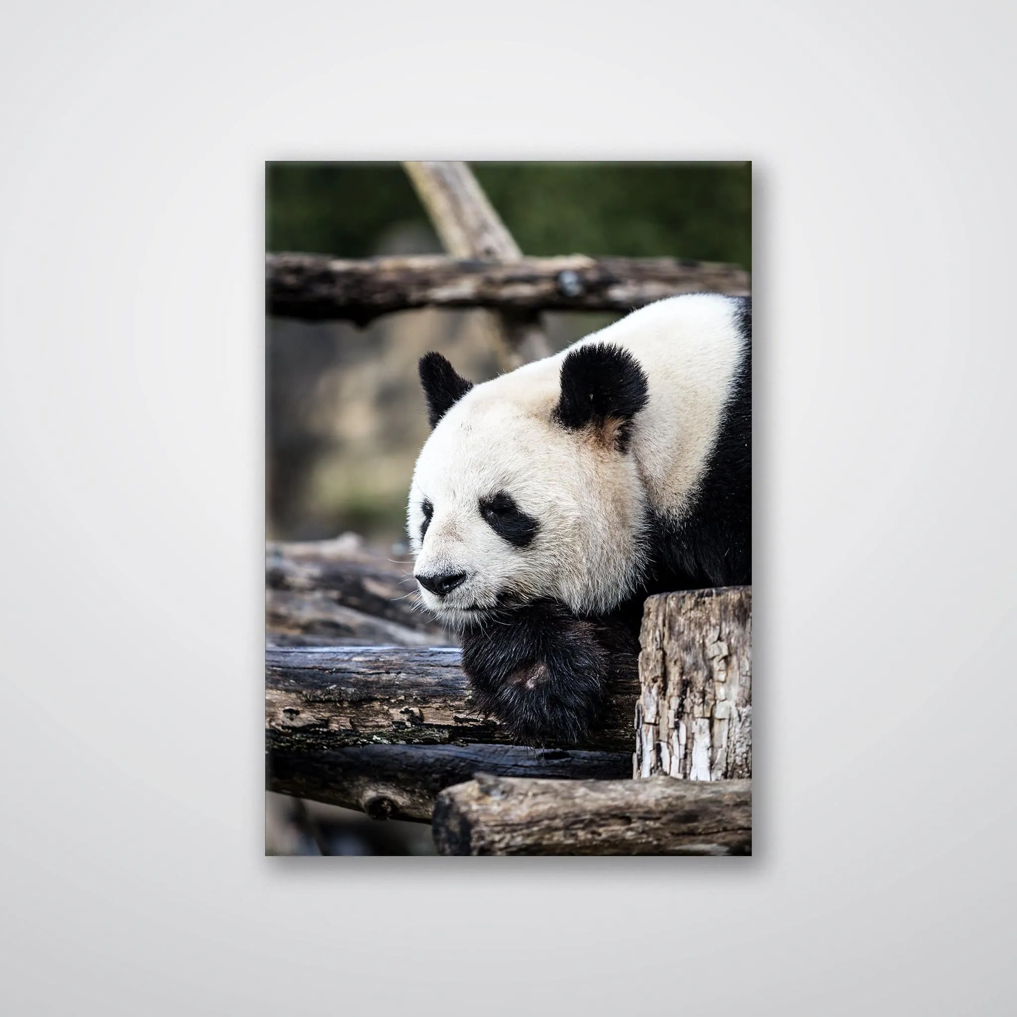 Pondering Panda - Print