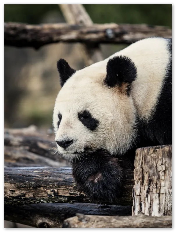 Pondering Panda - Print