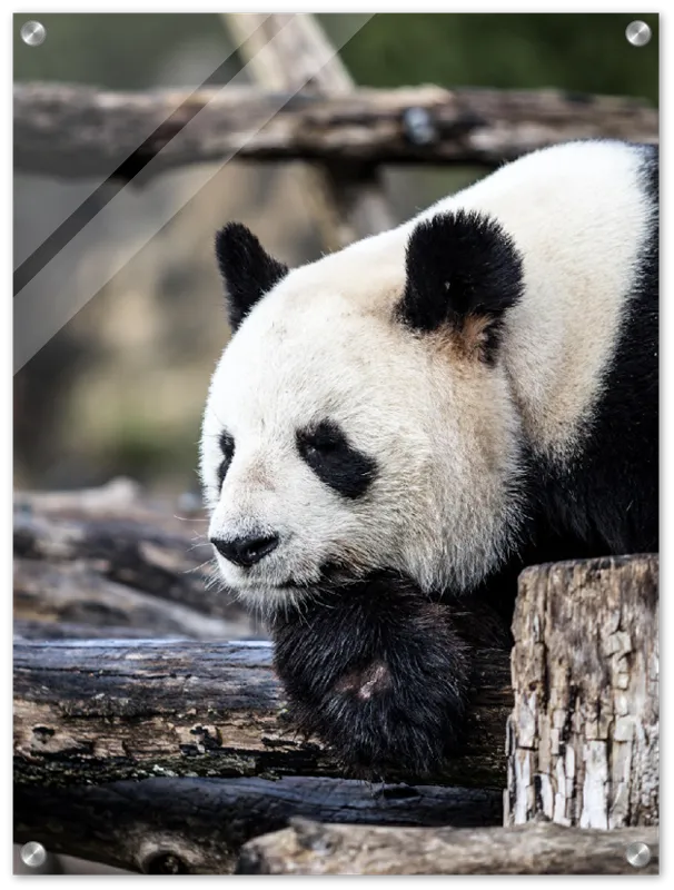 Pondering Panda - Print