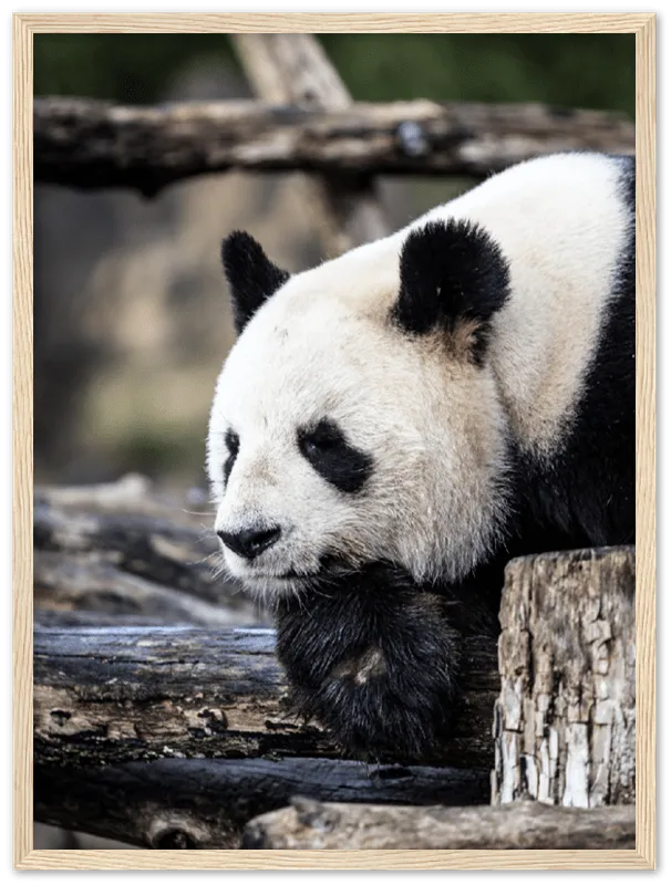 Pondering Panda - Print